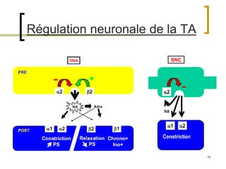 19
Régulation neuronale de la TA
SNC
 