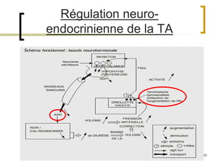 20
Régulation neuro-
endocrinienne de la TA
 