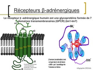 24
i2
i4
i1
Noradr.
Le récepteur β -adrénergique humain est une glycoprotéine formée de 7
domaines transmembranaires (GPCR) (tm1-tm7)
tm1
tm2
tm3 tm4
e1
e4
e3
Extrêmité N-terminale
extracellulaire(e)
Extrêmité C-terminale
intracellulaire (i)
Infographie CRCHUL
Récepteurs β-adrénergiques
 