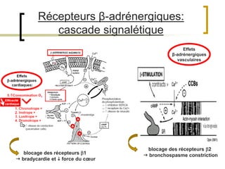 27
Récepteurs β-adrénergiques:
cascade signalétique
Effets
β-adrénergiques
vasculaires
blocage des récepteurs 1
 bradycardie et  force du cœur
blocage des récepteurs 2
 bronchospasme constriction
 
