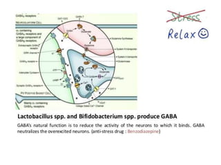 Presentation gut microbiota