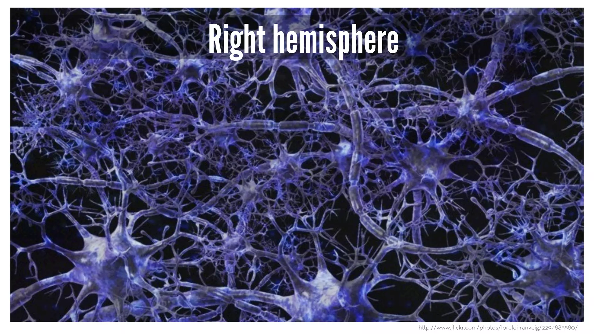 Right hemisphere
h p://www.ﬂickr.com/photos/lorelei-ranveig/2294885580/
 