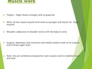 Muscle work
 Fingers: finger flexors strongly work to grasp bar
 Wrist: all the muscle around wrist work as synergist and fixator for finger
muscles
 Shoulder: adductors of shoulder work to lift the body on arms
 Scapula: depressors and retractors and medial rotators work to fix scapula
and to brace upper back
 Neck: the pre-vertebral and posterior neck muscles work to stabilize head
and neck
 