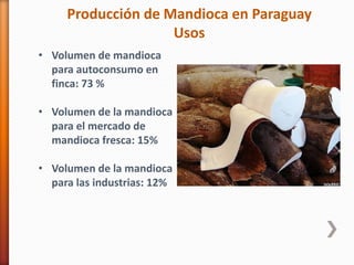 Producción de Mandioca en Paraguay
Usos
• Volumen de mandioca
para autoconsumo en
finca: 73 %
• Volumen de la mandioca
para el mercado de
mandioca fresca: 15%
• Volumen de la mandioca
para las industrias: 12%
 