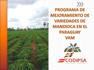 PROGRAMA DE
MEJORAMIENTO DE
VARIEDADES DE
MANDIOCA EN EL
PARAGUAY
VAM
 