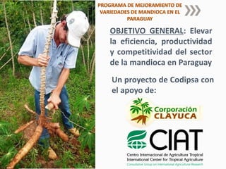 PROGRAMA DE MEJORAMIENTO DE
VARIEDADES DE MANDIOCA EN EL
PARAGUAY
OBJETIVO GENERAL: Elevar
la eficiencia, productividad
y competitividad del sector
de la mandioca en Paraguay
Un proyecto de Codipsa con
el apoyo de:
 