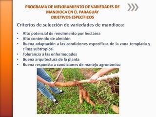 PROGRAMA DE MEJORAMIENTO DE VARIEDADES DE
MANDIOCA EN EL PARAGUAY
OBJETIVOS ESPECÍFICOS
Criterios de selección de variedades de mandioca:
• Alto potencial de rendimiento por hectárea
• Alto contenido de almidón
• Buena adaptación a las condiciones específicas de la zona templada y
clima subtropical
• Tolerancia a las enfermedades
• Buena arquitectura de la planta
• Buena respuesta a condiciones de manejo agronómico
 
