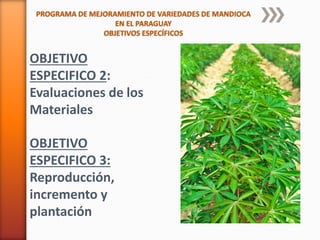 PROGRAMA DE MEJORAMIENTO DE VARIEDADES DE MANDIOCA
EN EL PARAGUAY
OBJETIVOS ESPECÍFICOS
OBJETIVO
ESPECIFICO 2:
Evaluaciones de los
Materiales
OBJETIVO
ESPECIFICO 3:
Reproducción,
incremento y
plantación
 