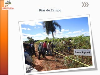 Días de Campo
 