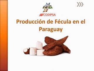 Producción de Fécula en el
Paraguay
 