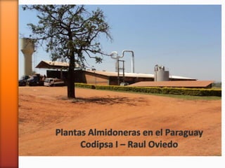 Plantas Almidoneras en el Paraguay
Codipsa I – Raul Oviedo
 