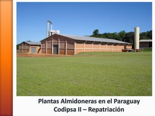 Plantas Almidoneras en el Paraguay
Codipsa II – Repatriación
 