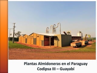 Plantas Almidoneras en el Paraguay
Codipsa III – Guayabí
 