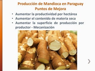 Codipsa: Liderando la exportaciónde fécula de mandioca con responsabilidad social