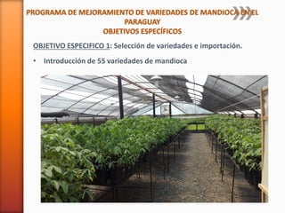 Codipsa: Liderando la exportaciónde fécula de mandioca con responsabilidad social