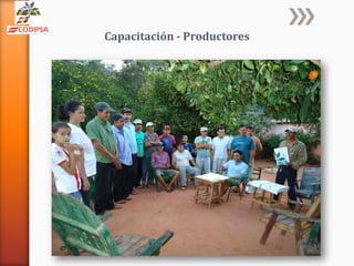 Codipsa: Liderando la exportaciónde fécula de mandioca con responsabilidad social