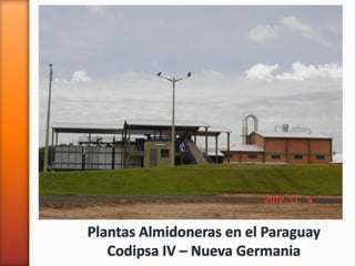 Codipsa: Liderando la exportaciónde fécula de mandioca con responsabilidad social