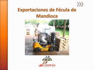 Codipsa: Liderando la exportaciónde fécula de mandioca con responsabilidad social