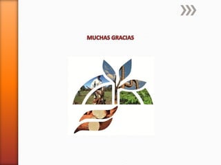 Codipsa: Liderando la exportaciónde fécula de mandioca con responsabilidad social