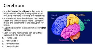 The Human brain l PPT | PPTX