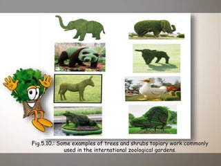 Fig.5.10.: Some examples of trees and shrubs topiary work commonly
used in the international zoological gardens.
 