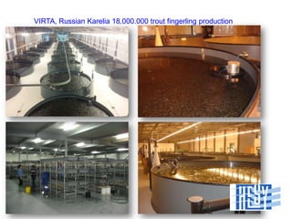 VIRTA, Russian Karelia 18.000.000 trout fingerling production

 