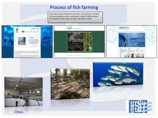 Process of fish farming
Hesy Aquaculture delivered more than 10 production facilities
for marine species with a production range 50-300 ton/year.
For example turbot, Sole, sea bass, sea bream, Cobia.

Cobia

 