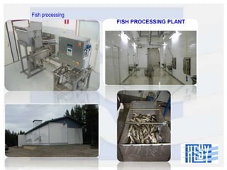 Fish processing

 