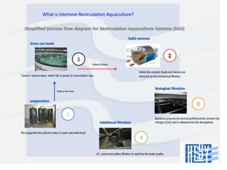What is intensive Recirculation Aquaculture?

Water to filtration

Tanks in various sizes, where fish is grown to consumption size.

Solids like uneaten feeds and faeces are
removed by the mechanical filtration.

Water to fish tanks

Bacteria consume the ammonia(NH4),which convert into
nitrogen (Co2) and is released into the atmosphere.
Re-oxygenate the cultured water to super saturated level.

UV ,ozone and upflow filtration to optimize the water quality.

 