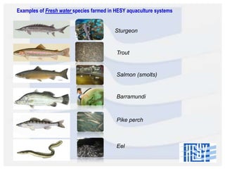 Examples of Fresh water species farmed in HESY aquaculture systems

Sturgeon

Trout

Salmon (smolts)

Barramundi

Pike perch

Eel

 
