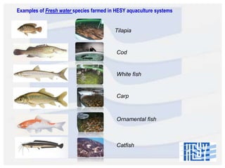 Examples of Fresh water species farmed in HESY aquaculture systems

Tilapia

Cod

White fish

Carp

Ornamental fish

Catfish

 