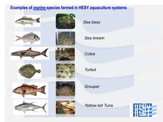 Examples of marine species farmed in HESY aquaculture systems
Sea bass

Sea bream

Cobia

Turbot

Grouper

Yellow-tail Tuna

 