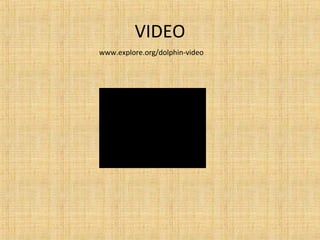 VIDEO
www.explore.org/dolphin-video

 