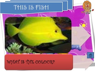 THIS IS FISH
THIS IS FISH

 