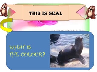THIS IS SEAL
THIS IS SEAL

WHAT IS
THE COLOUR?

 