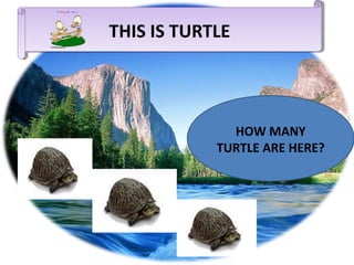 THIS IS TURTLE
THIS IS TURTLE

HOW MANY
TURTLE ARE HERE?

 