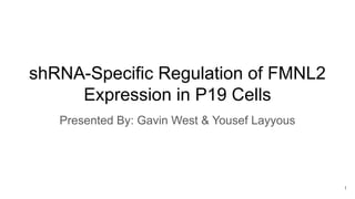 shRNA-Specific Regulation of FMNL2
Expression in P19 Cells
Presented By: Gavin West & Yousef Layyous
1
 