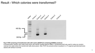 Result - Which colonies were transformed?
Fig 4. PCR screening of transformed cells with vector pEGFP-C3 containing ShRNA construct.
A transformation reaction was made using vector with specific ShRNA against FMNL2. LB Bacterial broth was used to culture six random
colonies from plate where the transformed cells where grown. After PCR, the products where visualized in a 1% agarose gel electrophoresis
stained with ethidium bromide.
11
l
a
d
d
e
r
C
o
l
o
n
y
2
C
o
l
o
n
y
1
C
o
l
o
n
y
3
C
o
l
o
n
y
4
C
o
l
o
n
y
5
C
o
l
o
n
y
6
400 Bp
300 Bp
 