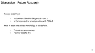 Discussion - Future Research
Rescue experiment
○ Supplement cells with exogenous FMNL2
○ Is there some other protein working with FMNL2
More in depth into altered morphology of cell contact.
○ Fluorescence microscopy
○ Polymer specific dye
17
 