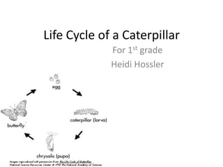 Life Cycle of a Caterpillar
             For 1st grade
             Heidi Hossler
 