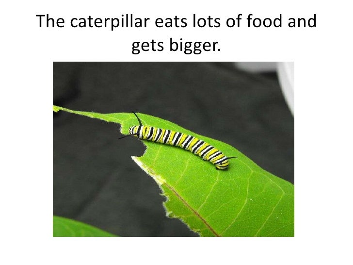 Life Cycle of a Caterpillar