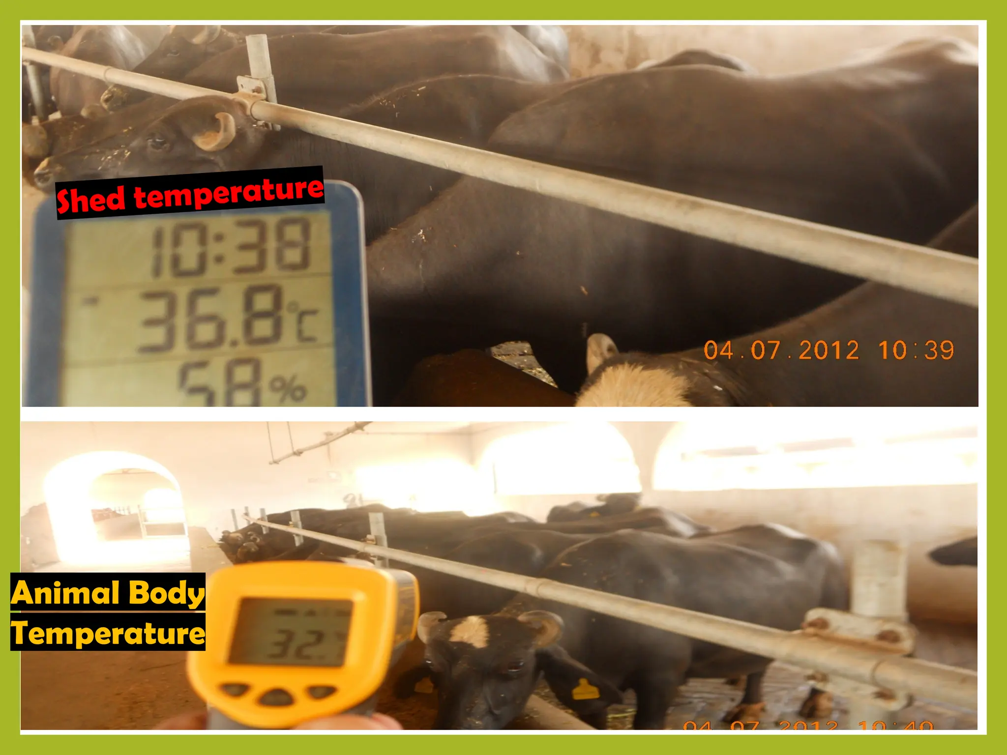 Presentation (housing of cattle during heat stress).pptx