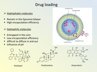 Drug loading
 Hydrophobic molecules
 Remain in the liposome bilayer
 High encapsulation efficiency
 Hydrophilic molecules
 Entrapped in the core
 Low encapsulation efficiency
 difficult to diffuse in and out
 Influence of pH
DoxorubicinPaclitaxel Prednisolone
 