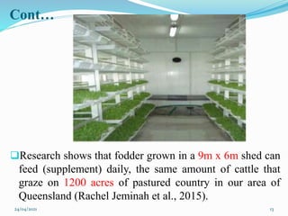 Cont…
Research shows that fodder grown in a 9m x 6m shed can
feed (supplement) daily, the same amount of cattle that
graze on 1200 acres of pastured country in our area of
Queensland (Rachel Jeminah et al., 2015).
24/04/2021 13
 