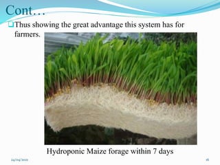 Cont…
Thus showing the great advantage this system has for
farmers.
Hydroponic Maize forage within 7 days
24/04/2021 16
 