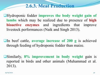 2.6.3. Meat Production
Hydroponic fodder improves the body weight gain of
lambs which may be realized due to presence of high
bioactive enzymes and ingredients that improve
livestock performances (Naik and Singh 2013).
In beef cattle, average increase of 200 g is achieved
through feeding of hydroponic fodder than maize.
Similarly, 8% improvement in body weight gain is
reported in birds and other animals (Muhammad et al.
2013).
24/04/2021 30
 