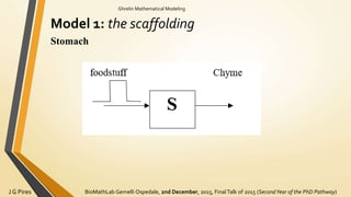 BioMathLab Gemelli Ospedale, 2nd December, 2015, FinalTalk of 2015 (SecondYear of the PhD Pathway)J G Pires
Ghrelin Mathematical Modeling
Model 1: the scaffolding
Stomach
 