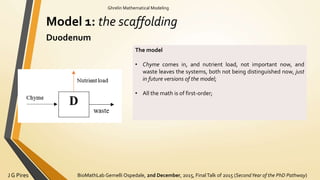 BioMathLab Gemelli Ospedale, 2nd December, 2015, FinalTalk of 2015 (SecondYear of the PhD Pathway)J G Pires
Ghrelin Mathematical Modeling
Model 1: the scaffolding
Duodenum
The model
• Chyme comes in, and nutrient load, not important now, and
waste leaves the systems, both not being distinguished now, just
in future versions of the model;
• All the math is of first-order;
 