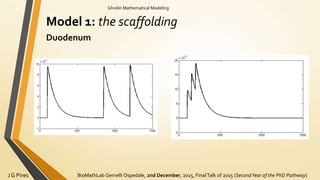 BioMathLab Gemelli Ospedale, 2nd December, 2015, FinalTalk of 2015 (SecondYear of the PhD Pathway)J G Pires
Ghrelin Mathematical Modeling
Model 1: the scaffolding
Duodenum
 