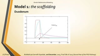 BioMathLab Gemelli Ospedale, 2nd December, 2015, FinalTalk of 2015 (SecondYear of the PhD Pathway)J G Pires
Ghrelin Mathematical Modeling
Model 1: the scaffolding
Duodenum
 